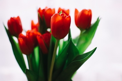 无翼乌邪恶帝acg:探索无翼乌背后的黑暗与创意世界 无翼乌邪恶帝acg:探索无翼乌背后的黑暗与创意世界